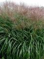 miscanthus-sinensis-sirene-miskant-chinski111.jpg