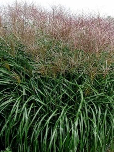 miscanthus-sinensis-sirene-miskant-chinski111.jpg