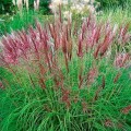 MISKANT-CHINSKI-ODM-RED-CHIEF-SADZONKA-W-P9.jpg
