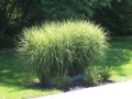 7505-miscanthus_sinensis_strictus_dwarf_toepassing_in_tuin-_big.jpg