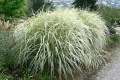 Miskant-chinski-VARIEGATUS (1).jpg