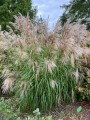 chinaschilf-miscanthus-sinensis-graziella11.jpg