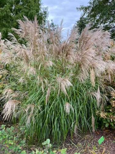chinaschilf-miscanthus-sinensis-graziella11.jpg
