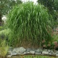 miscant-giganteus-12-600x600.jpg
