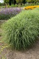 miscanthus-little-zebra_5.jpg