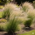 ostnica-cieniutka-pony-tails-1.jpg