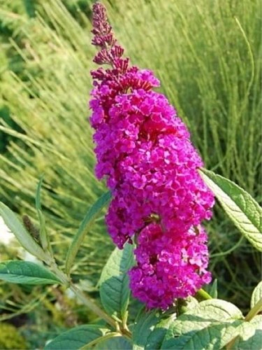 Budleja-Dawida-ROYAL-RED1.jpg