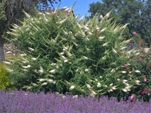 Budleja Davida White Profusion w doniczce