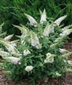 BUDLEJA-DAWIDA-WHITE-PROFUSION.jpg
