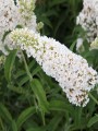 BUDLEJA-DAWIDA-WHITE-PROFUSION1.jpg