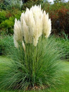 Trawa pampasowa White Plume w doniczce