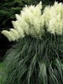 trawa-pampasowa-white-plum.jpg