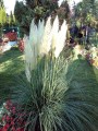 trawa-pampasowa-white-plum1.jpg