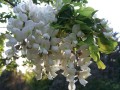 robinia-akacjowa-kwiaty-dlugie2.jpg