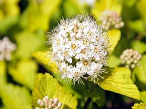 pecherznica-luteus-kwiat-22.jpg