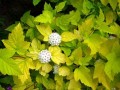 pecherznica-kalinolistna-luteus33.jpg