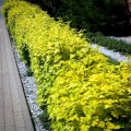 pecherznica-kalinolistna-LUTEUS-szpaler11.jpg
