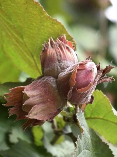 orzech-laskowy-syrena-czerwona-leszczyna.jpg