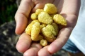 poziomka-yellow-wonder-sklep.jpg