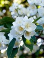 jasminowiec-wonny-kwiat-6.jpg