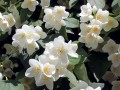 jasminowiec-wonny-kwiaty-3.jpg