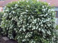 jasminowiec-wonny-krzew-5.jpg