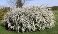 tawula-van-houttea-krzew2.jpg