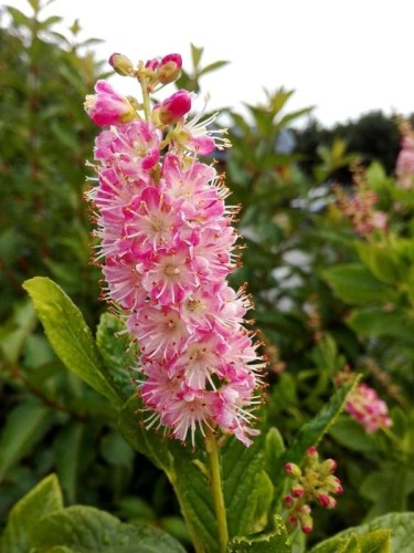 orszelina-olcholistna-pink-spire-kwiat-3.jpg
