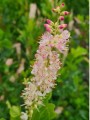 orszelina-pink-spire-kwiat-5.jpg