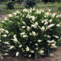 orszelina-hummingbird-krzew-7.jpg
