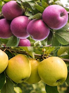 DUO Jabłoń Malinowa i Golden Delicious