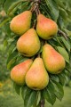 grusza-bera-hardy1.jpg