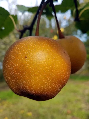 grusza-azjatycka-chojuro.jpg