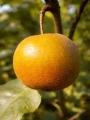 grusza-azjatycka-hosui.jpg