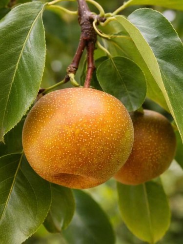 grusza-azjatycka-kosui.jpg