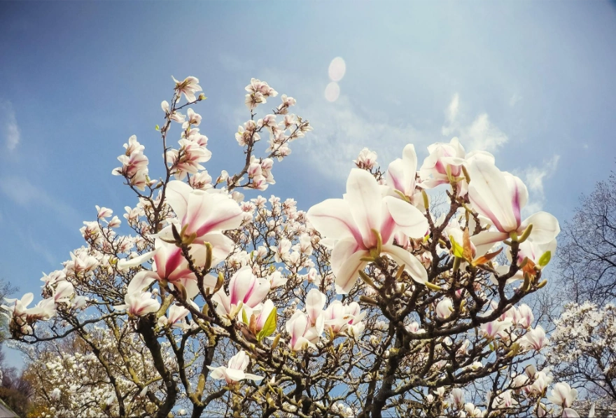 drzewa magnolii