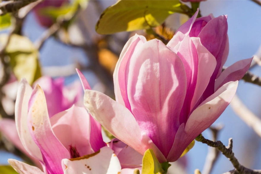 kolory kwiatów magnolii - różnią się od siebie w zależności od gatunku