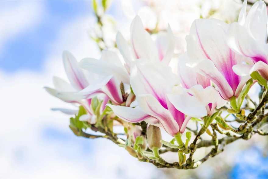 kwiaty magnolii w kolorze biało-różowym