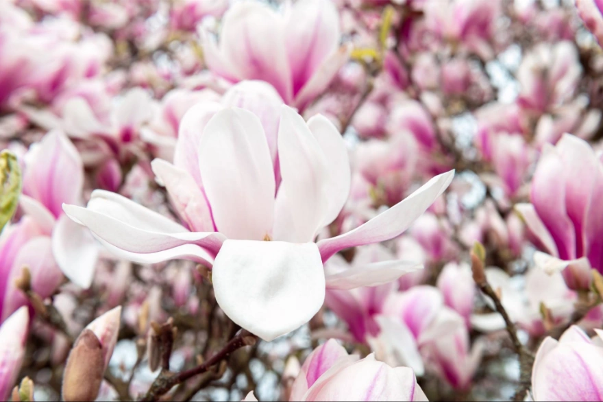 Uprawa magnolii w ogrodzie – wszystko, co musisz wiedzieć